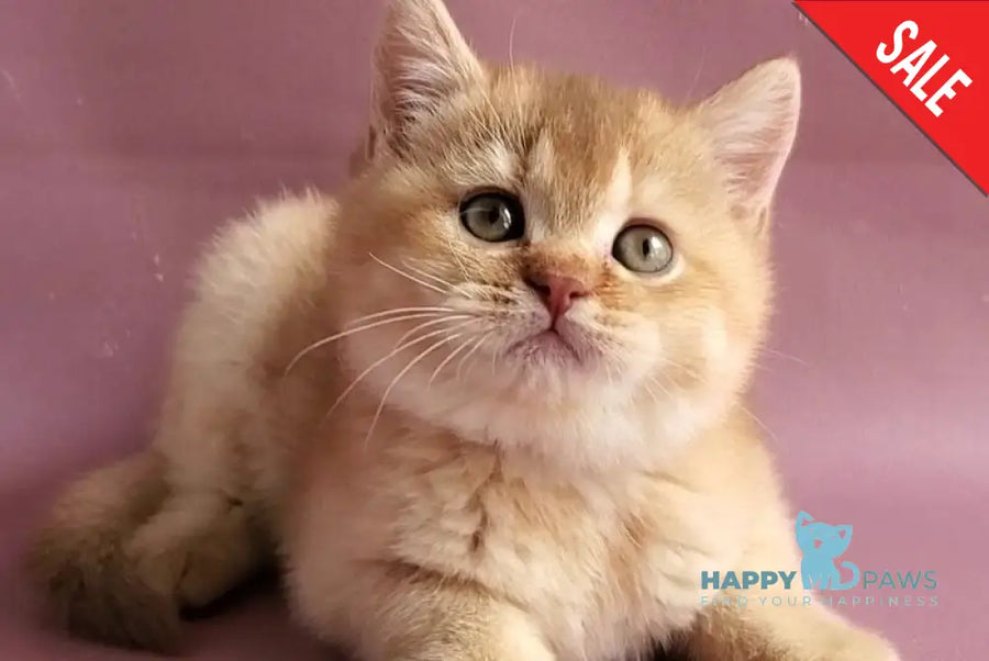 Ralph British Shorthair male cinnamon golden shaded - live animals