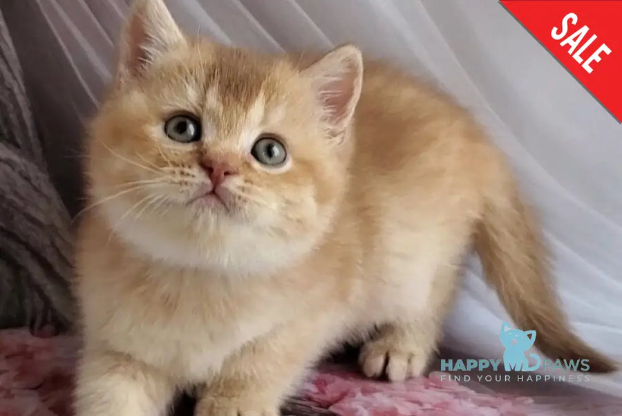 Ralph British Shorthair male cinnamon golden shaded - live animals