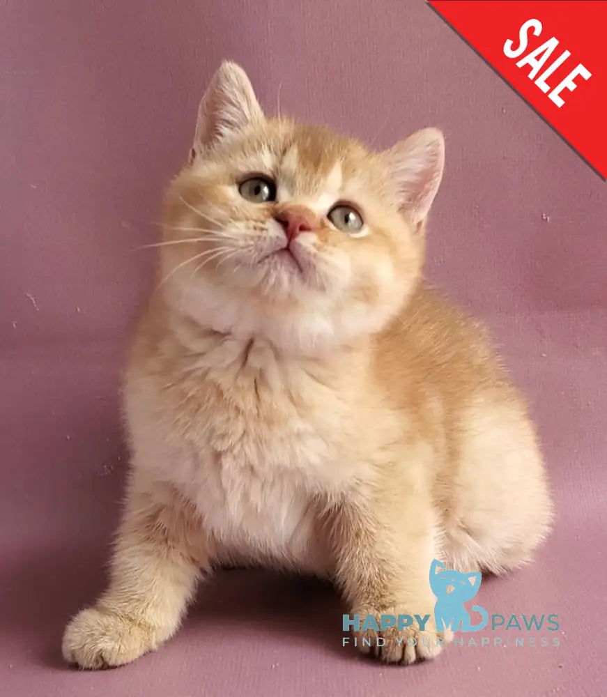 Ralph British Shorthair male cinnamon golden shaded - live animals