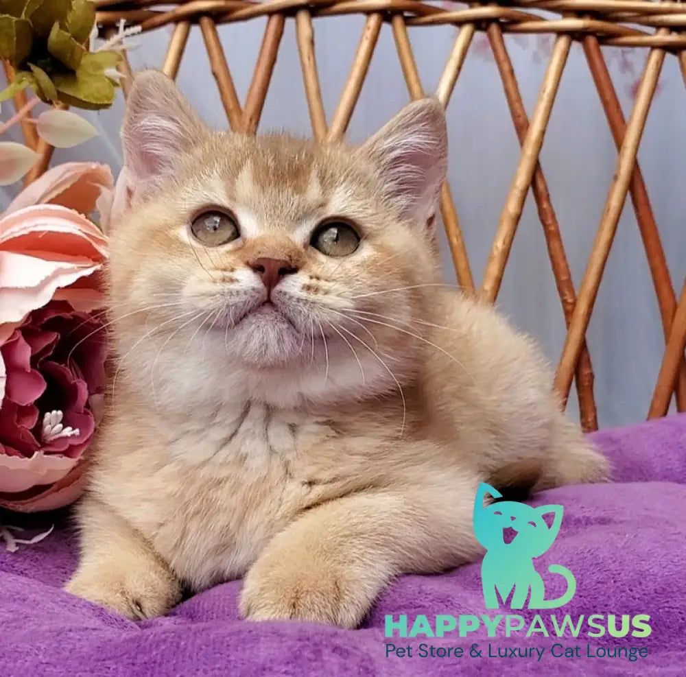 Ralph British Shorthair male cinnamon golden shaded - live animals