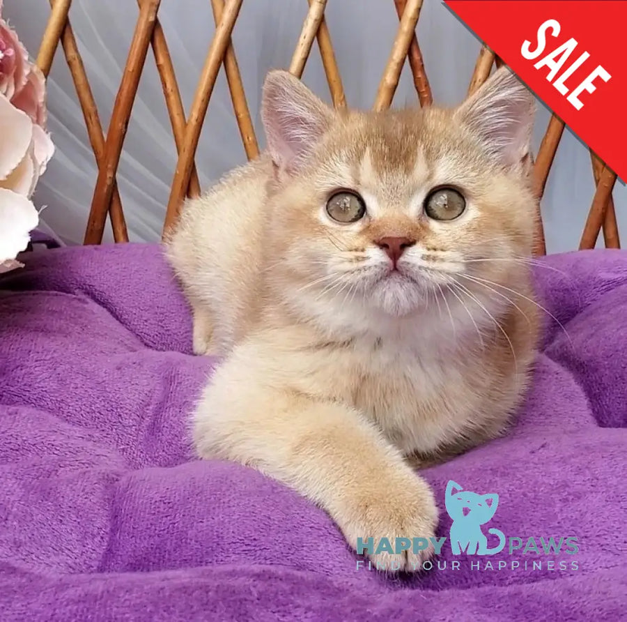 Ralph British Shorthair male cinnamon golden shaded - live animals
