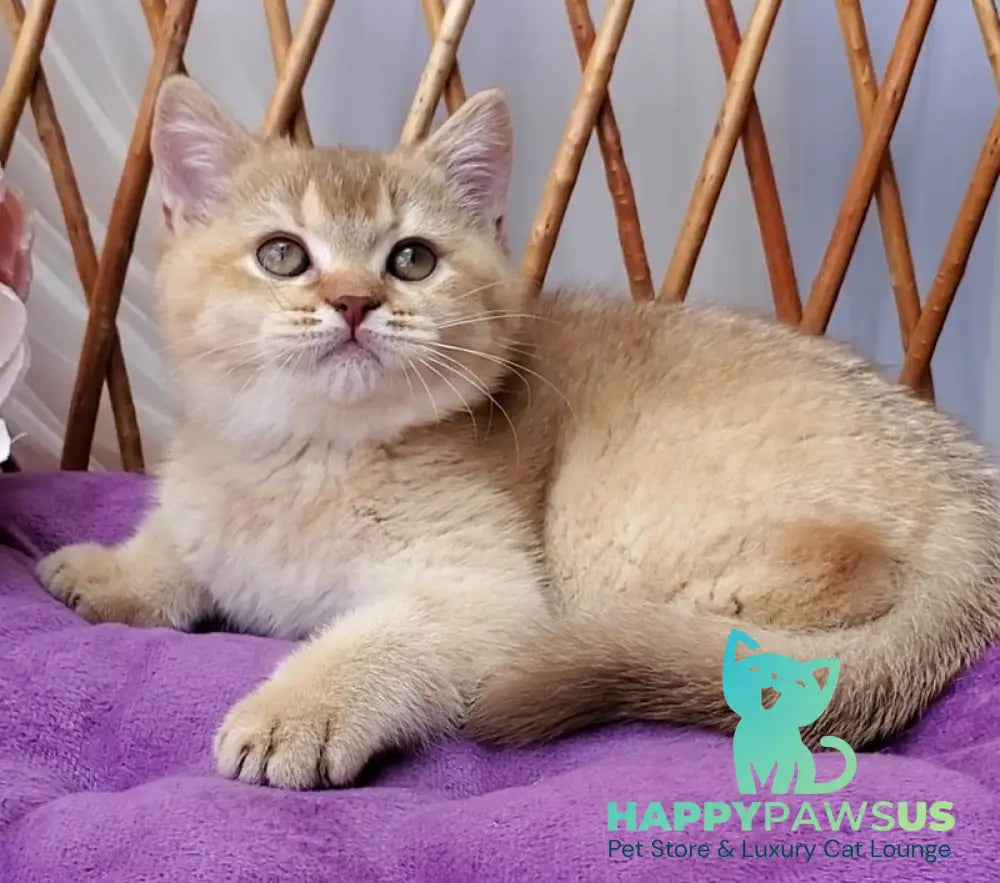 Ralph British Shorthair male cinnamon golden shaded - live animals