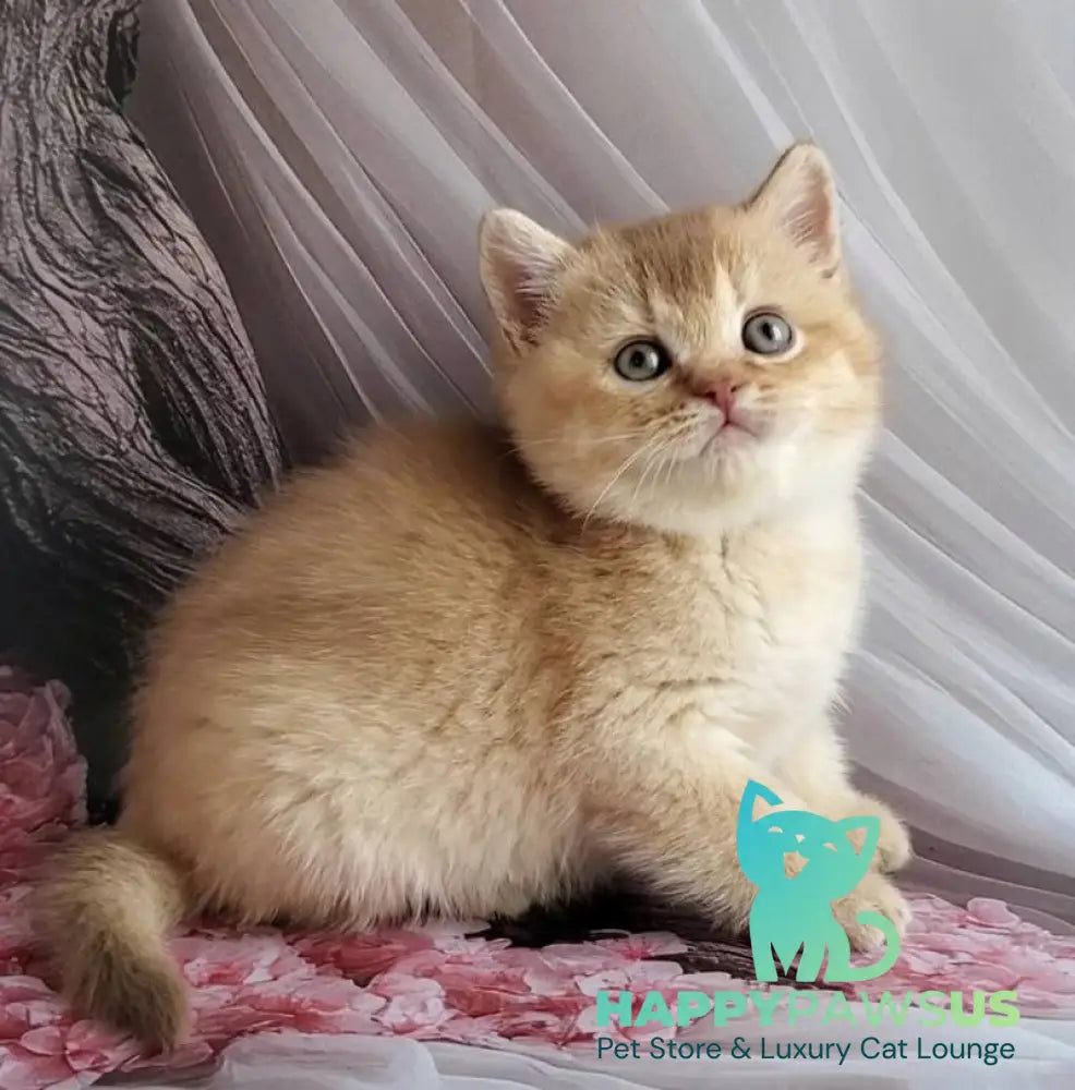 Ralph British Shorthair male cinnamon golden shaded - live animals