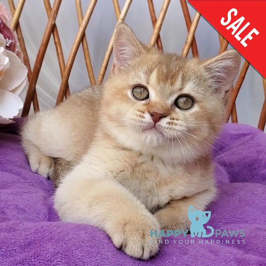 Ralph British Shorthair male cinnamon golden shaded - live animals