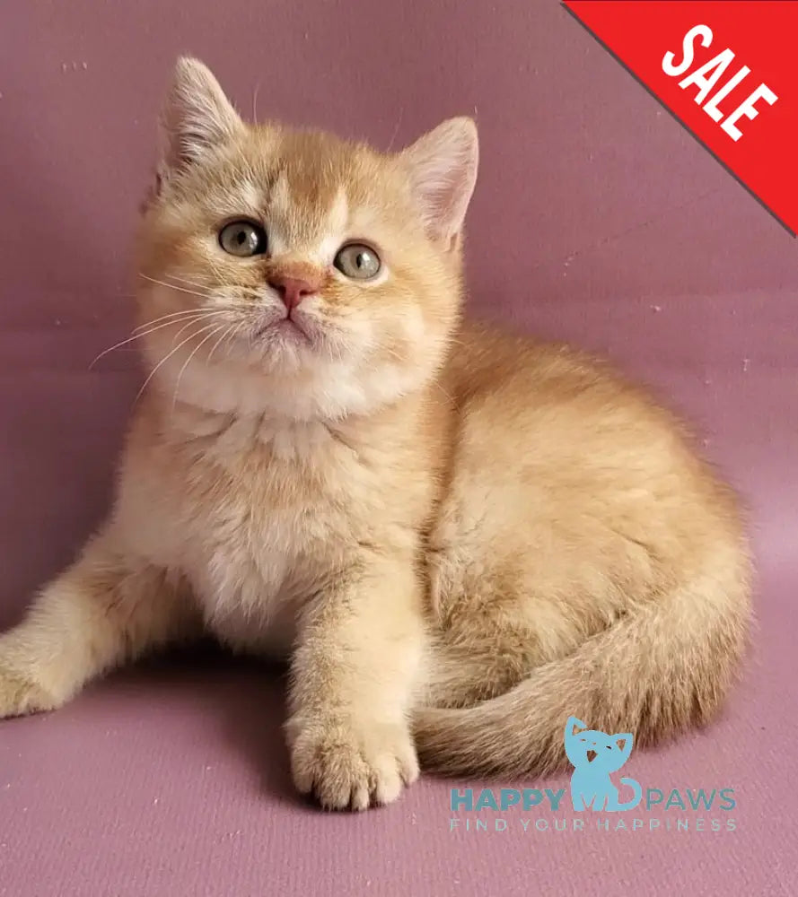 Ralph British Shorthair male cinnamon golden shaded - live animals