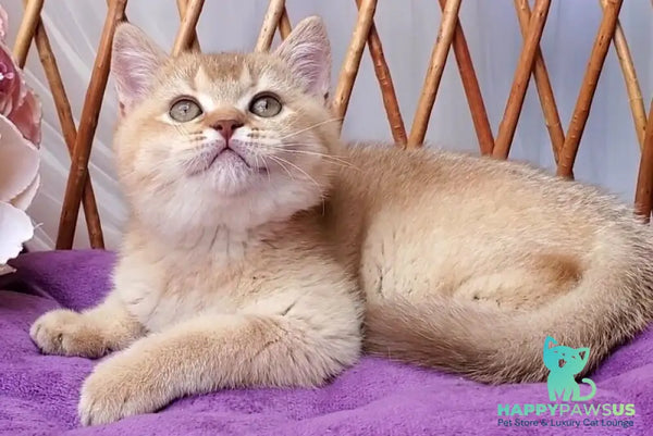 Ralph British Shorthair male cinnamon golden shaded - live animals