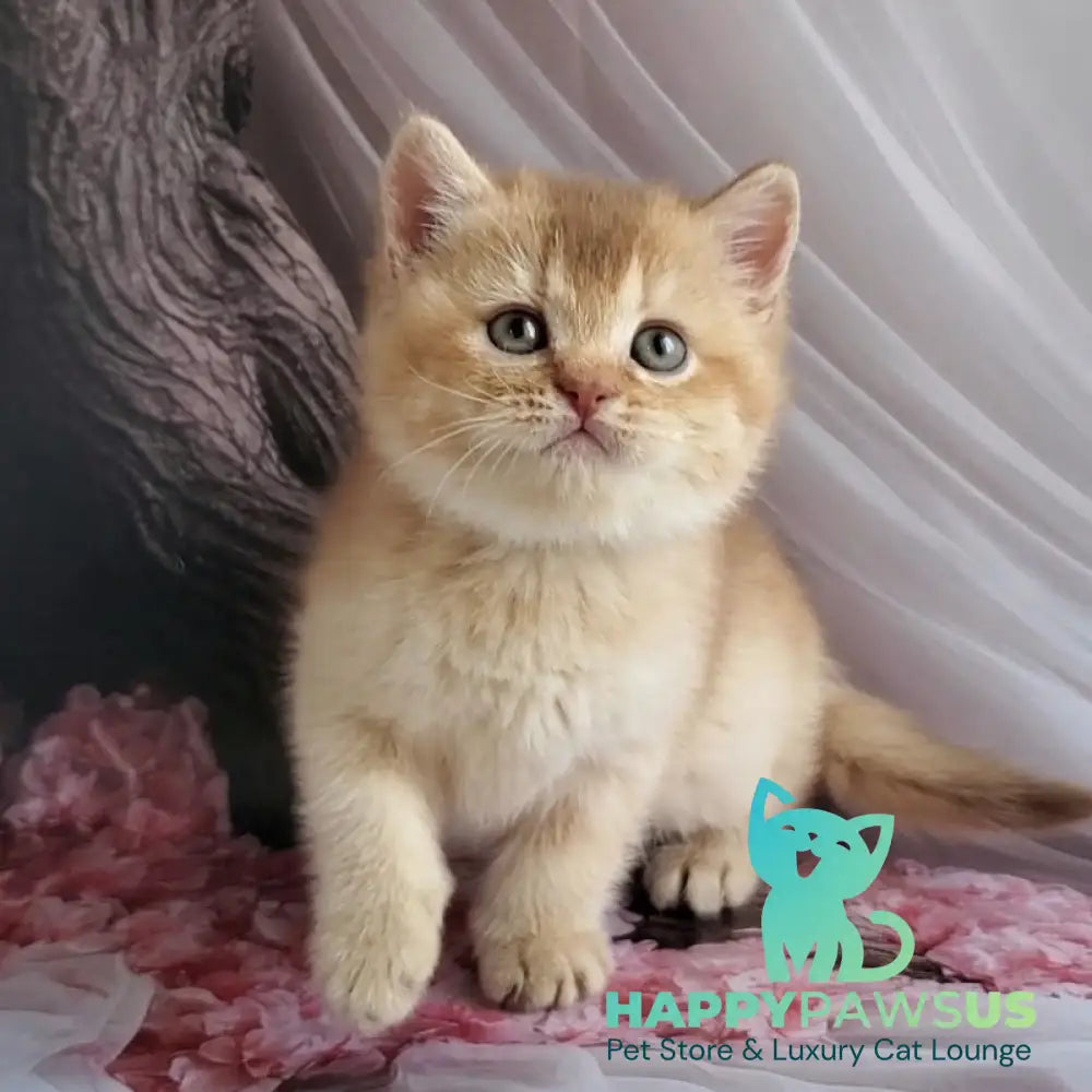 Ralph British Shorthair male cinnamon golden shaded - live animals