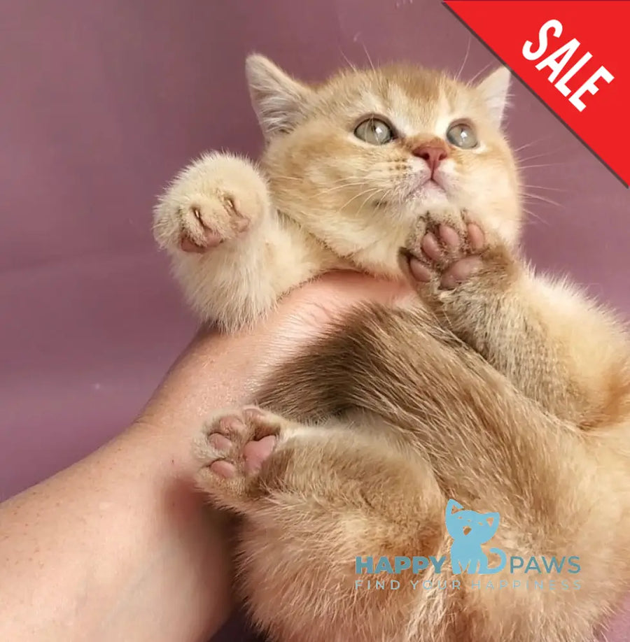 Ralph British Shorthair male cinnamon golden shaded - live animals