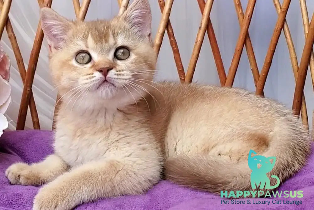 Ralph British Shorthair male cinnamon golden shaded - live animals