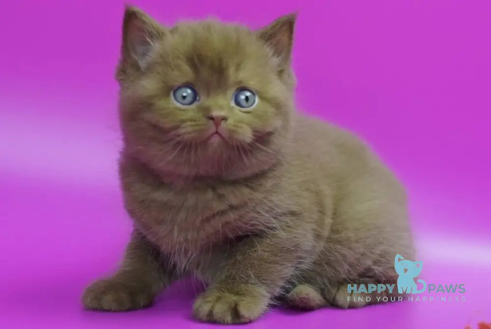 Ralph British Shorthair male cinnamon live animals
