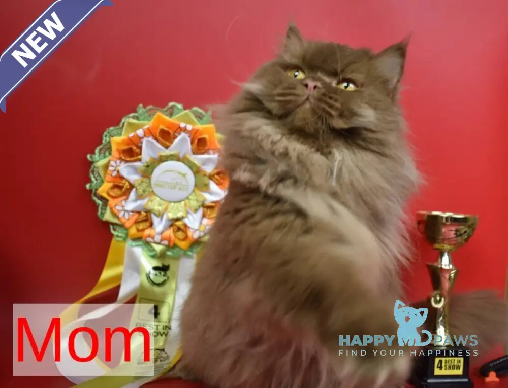 Ralph British Shorthair male cinnamon live animals