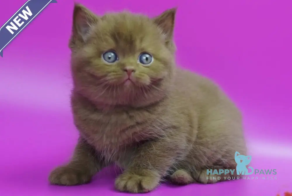 Ralph British Shorthair male cinnamon live animals