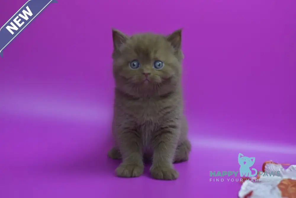 Ralph British Shorthair male cinnamon live animals