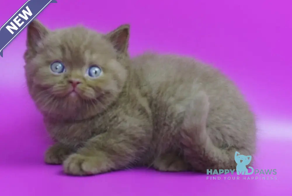 Ralph British Shorthair male cinnamon live animals