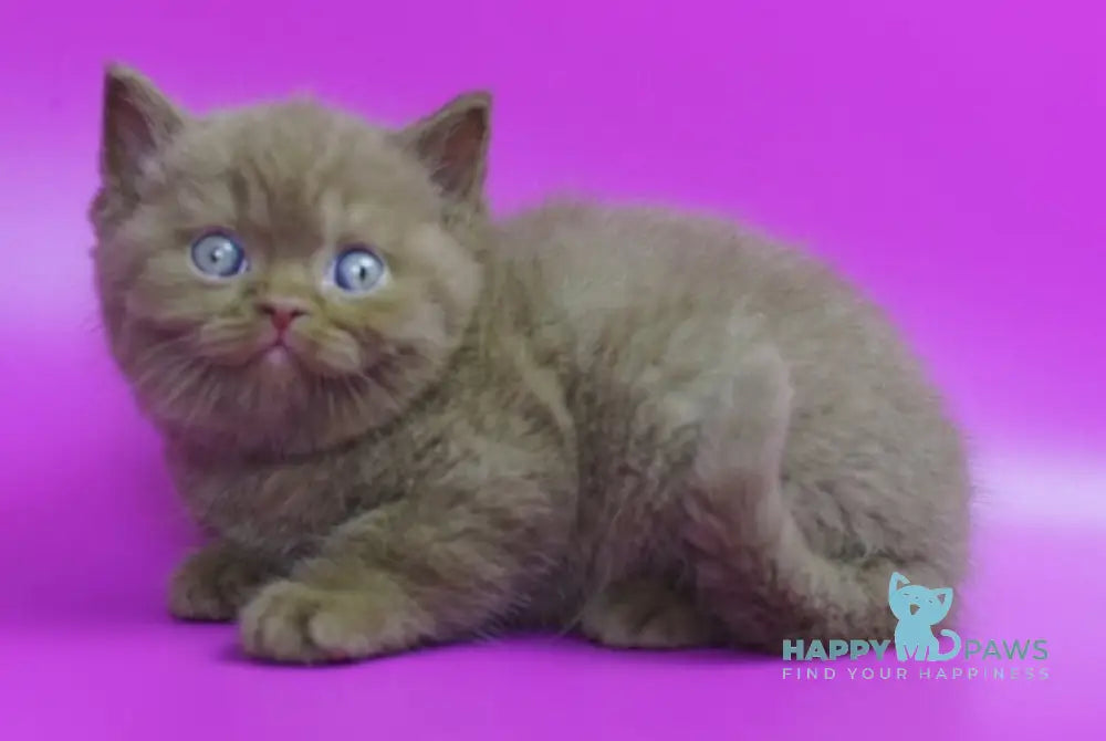 Ralph British Shorthair male cinnamon live animals