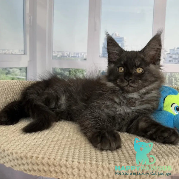 Ralph Maine Coon male black silver - live animals