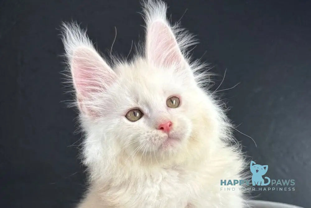 Ralph Maine Coon male red silver live animals