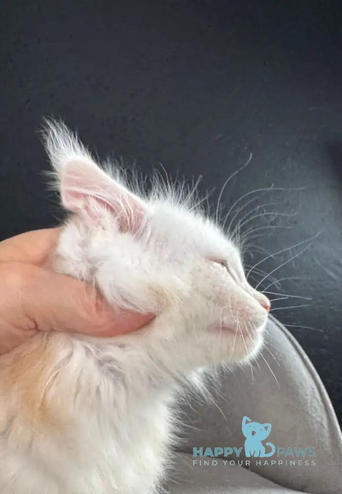 Ralph Maine Coon male red silver live animals