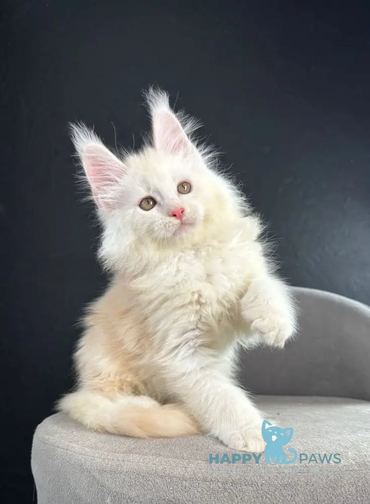 Ralph Maine Coon male red silver live animals