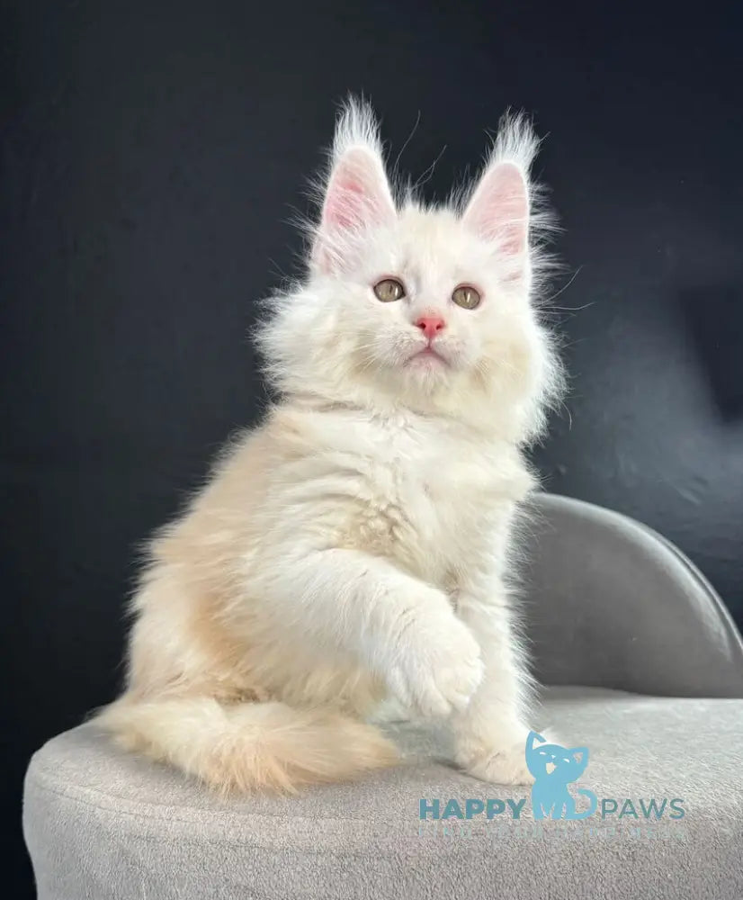 Ralph Maine Coon male red silver live animals