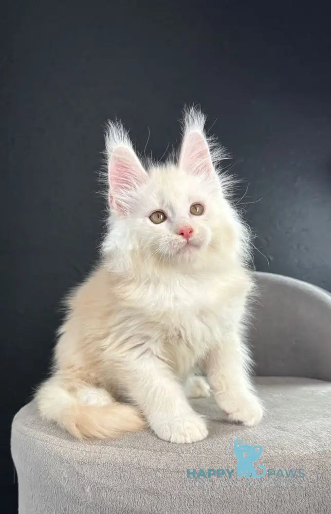 Ralph Maine Coon male red silver live animals