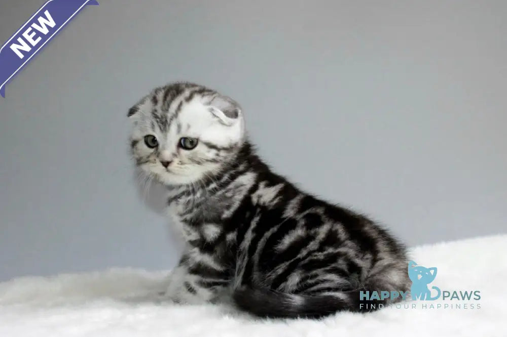 Ralph Scottish Fold male black silver tabby live animals