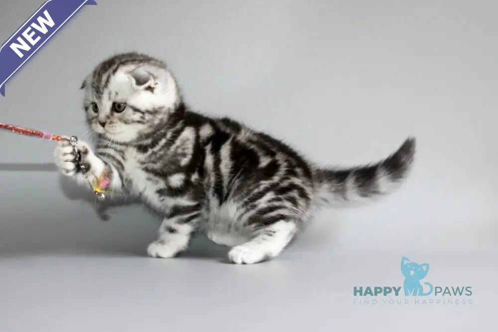 Ralph Scottish Fold male black silver tabby live animals