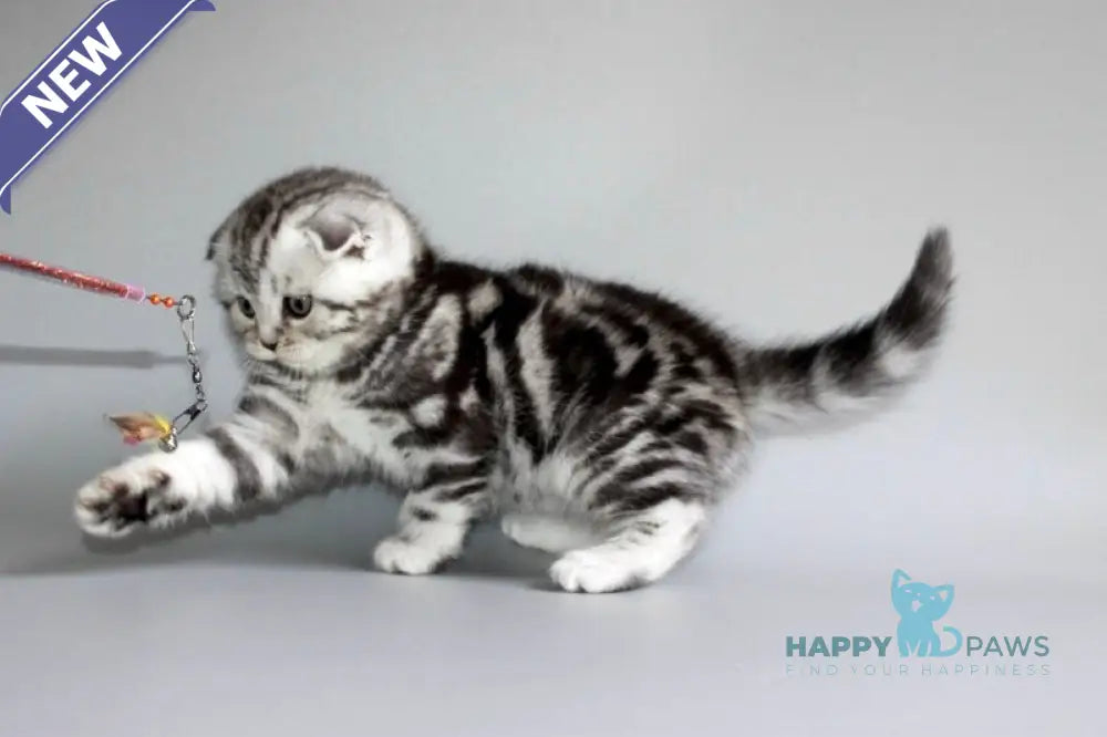 Ralph Scottish Fold male black silver tabby live animals