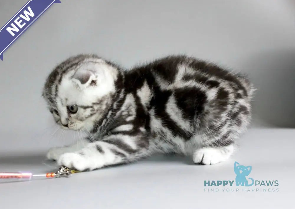 Ralph Scottish Fold male black silver tabby live animals