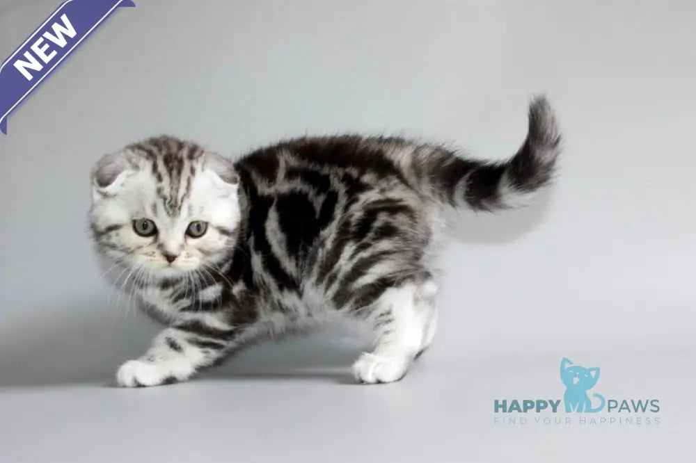 Ralph Scottish Fold male black silver tabby live animals