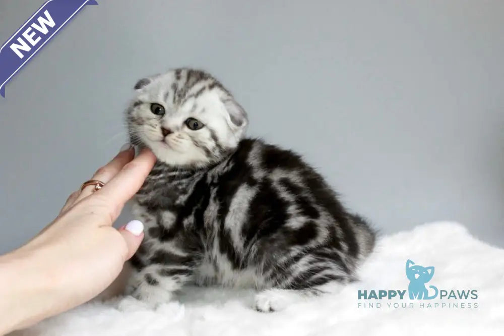 Ralph Scottish Fold male black silver tabby live animals