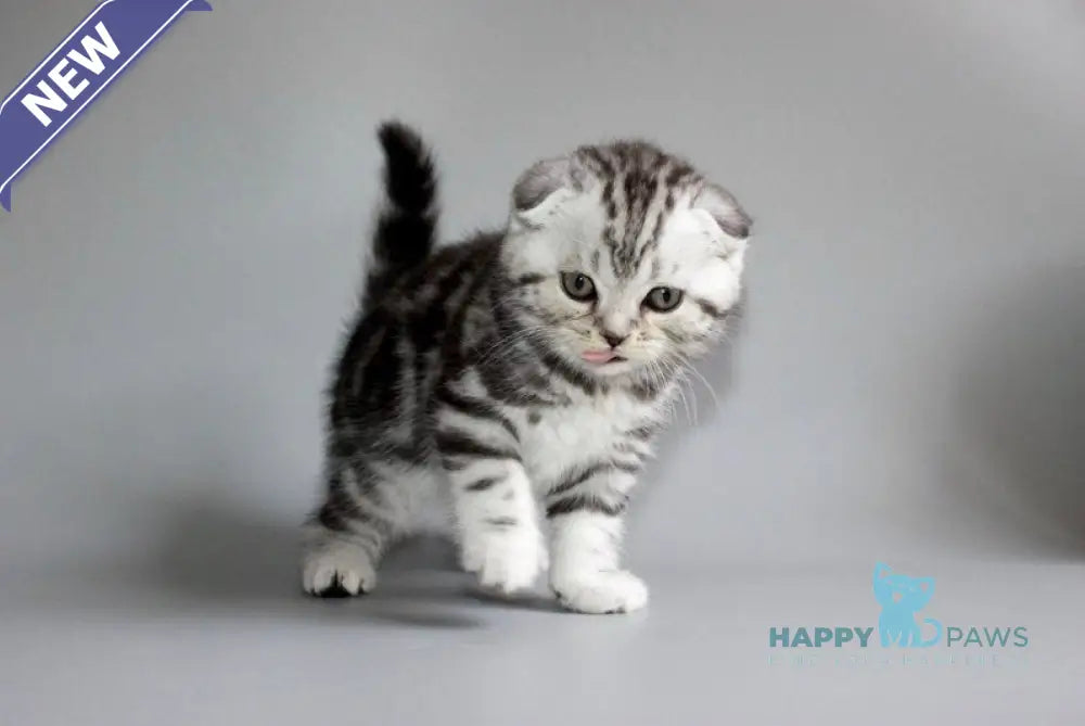 Ralph Scottish Fold male black silver tabby live animals