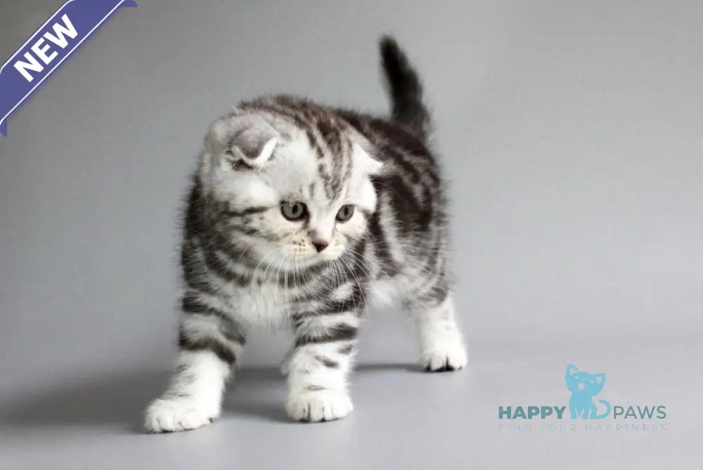 Ralph Scottish Fold male black silver tabby live animals