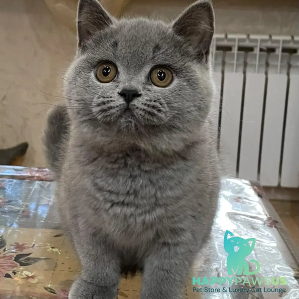 Rambo British Shorthair male blue - live animals
