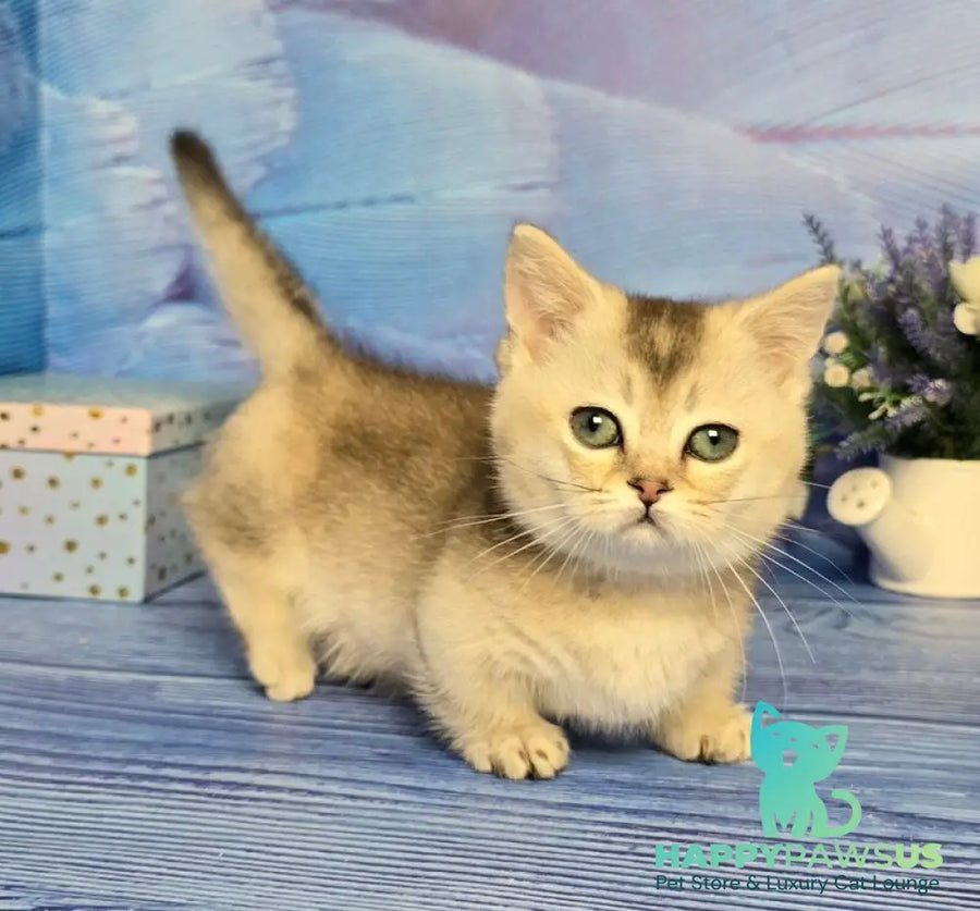 Rambo Munchkin male blue silver shaded - live animals