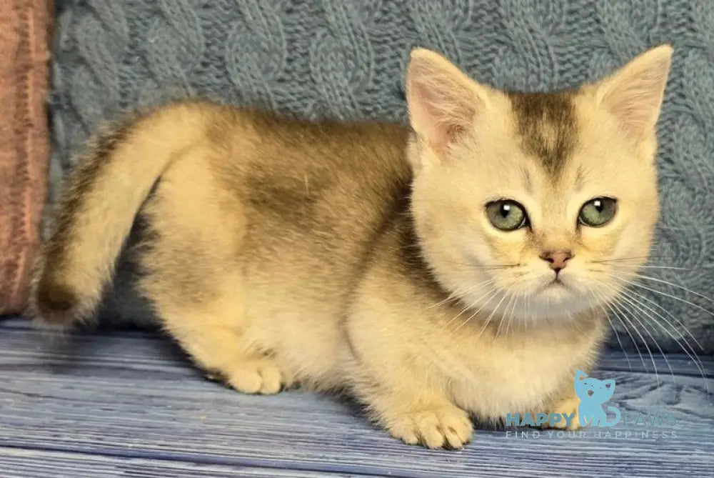 Rambo Munchkin male blue silver shaded - live animals