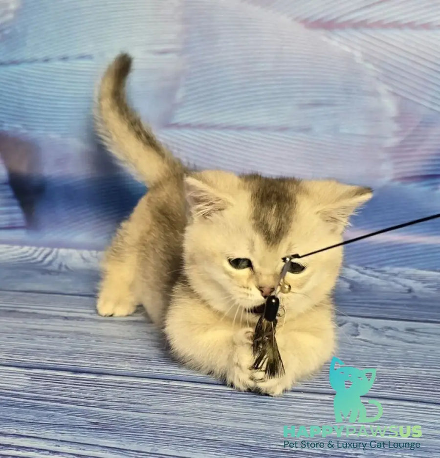 Rambo Munchkin male blue silver shaded - live animals