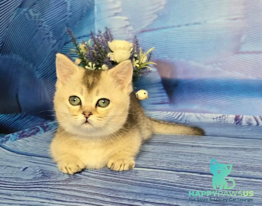 Rambo Munchkin male blue silver shaded - live animals