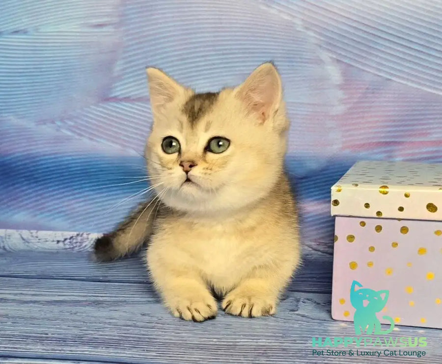 Rambo Munchkin male blue silver shaded - live animals