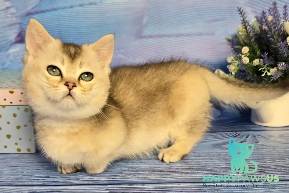 Rambo Munchkin male blue silver shaded - live animals