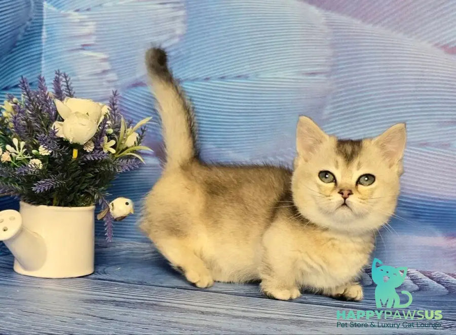 Rambo Munchkin male blue silver shaded - live animals
