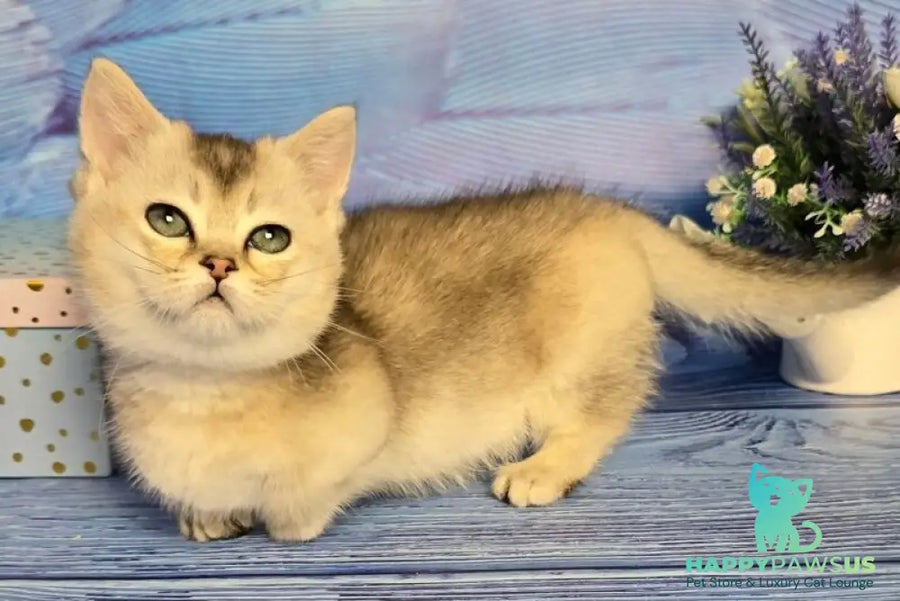 Rambo Munchkin male blue silver shaded - live animals