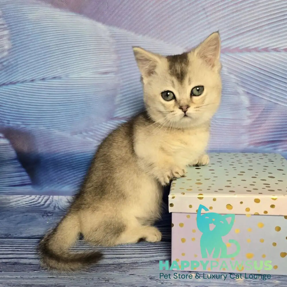 Rambo Munchkin male blue silver shaded - live animals