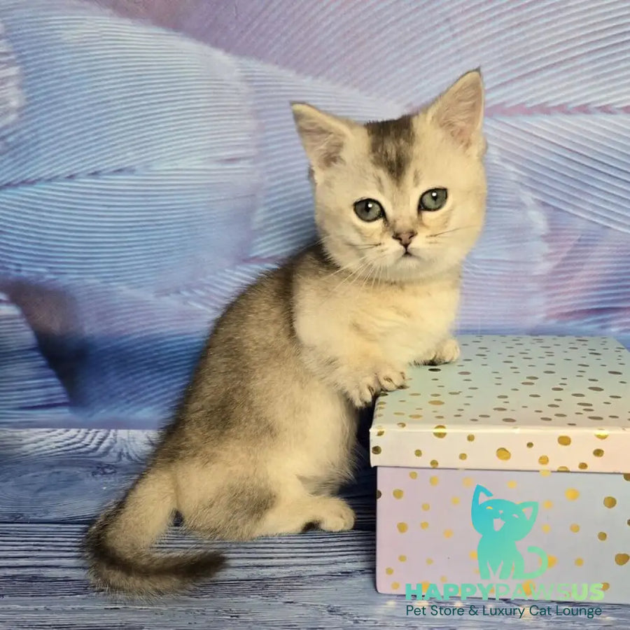 Rambo Munchkin male blue silver shaded - live animals