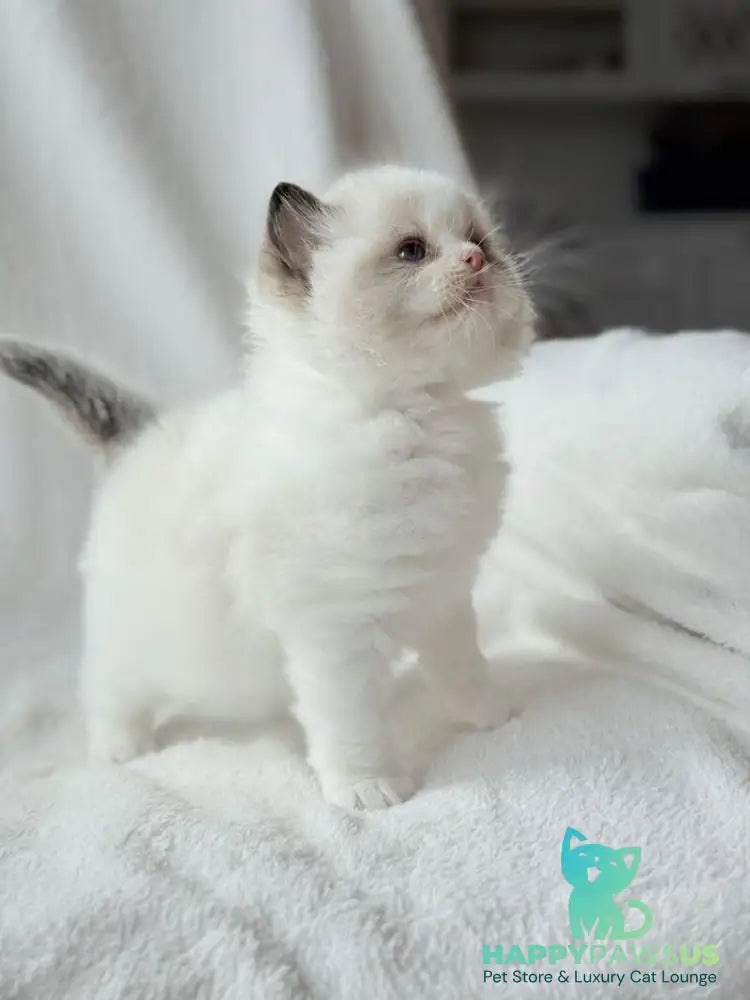 Ramen Ragdoll male black bicolour - live animals