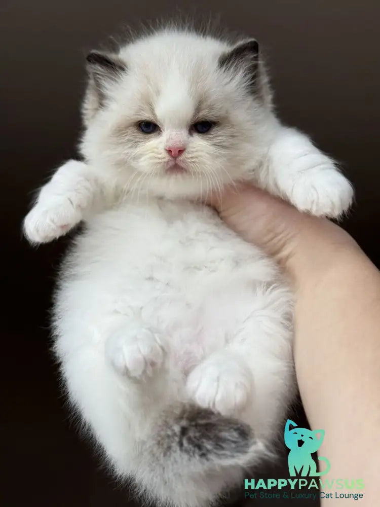 Ramen Ragdoll male black bicolour - live animals