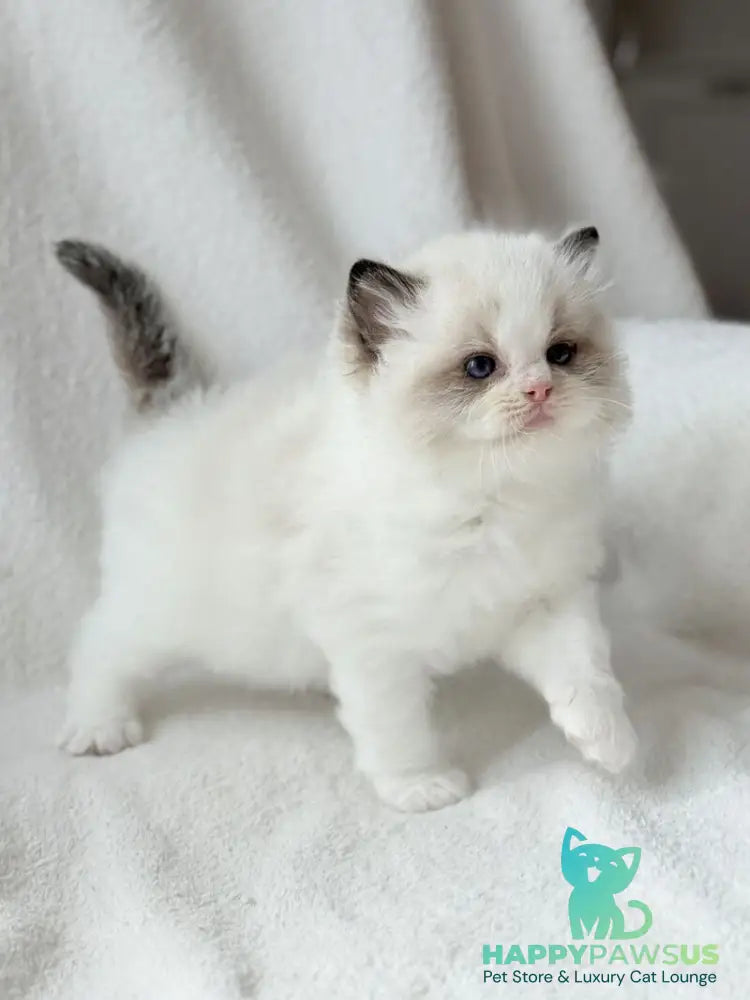 Ramen Ragdoll male black bicolour - live animals