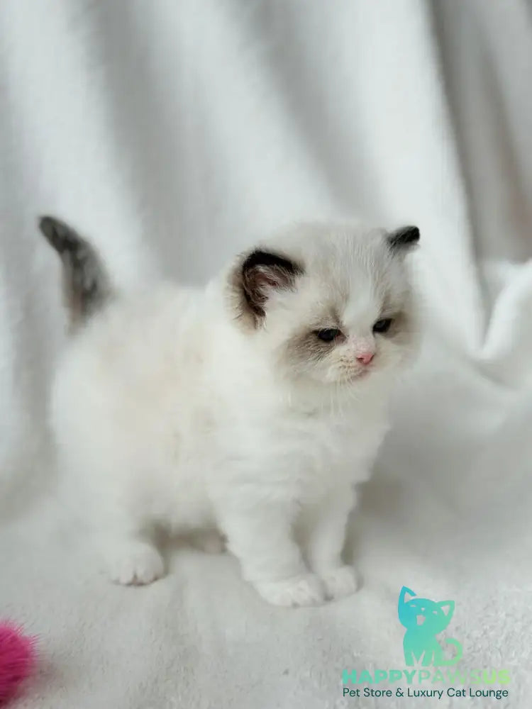 Ramen Ragdoll male black bicolour - live animals