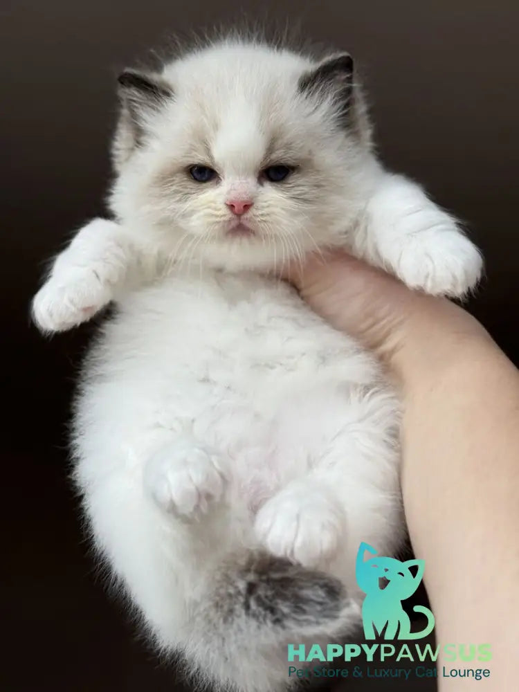 Ramen Ragdoll male black bicolour - live animals