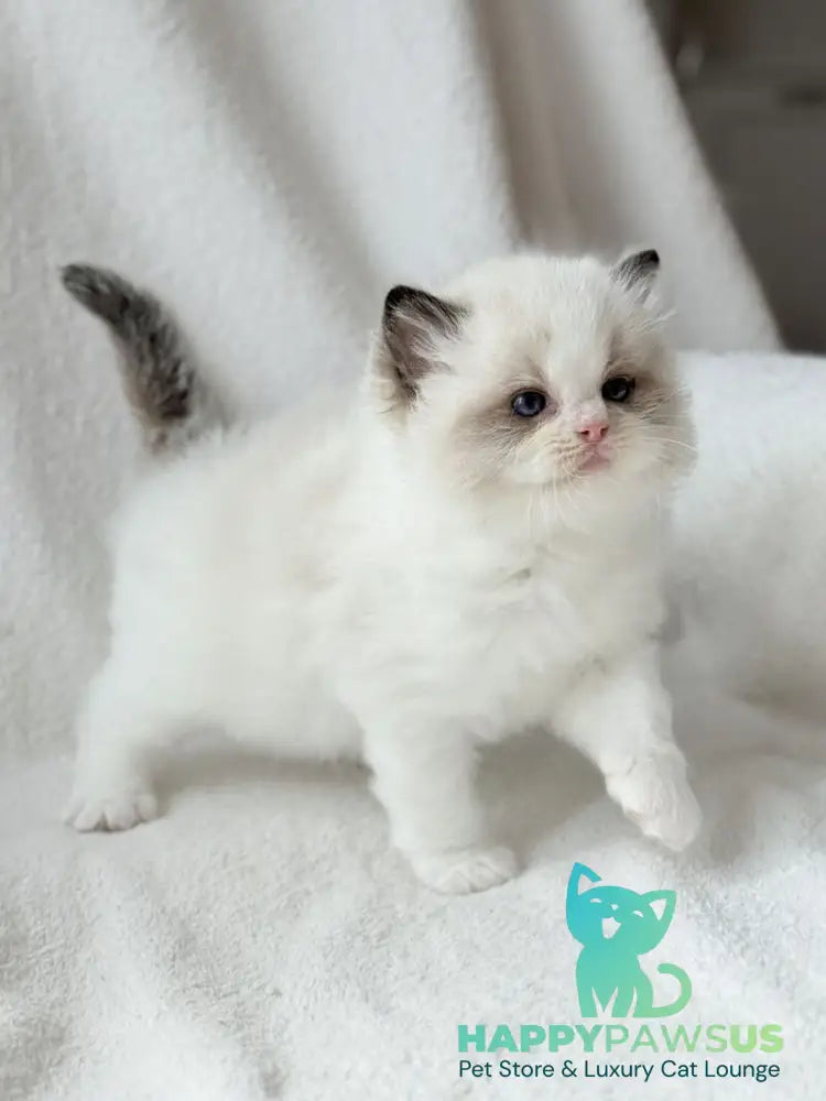 Ramen Ragdoll male black bicolour - live animals